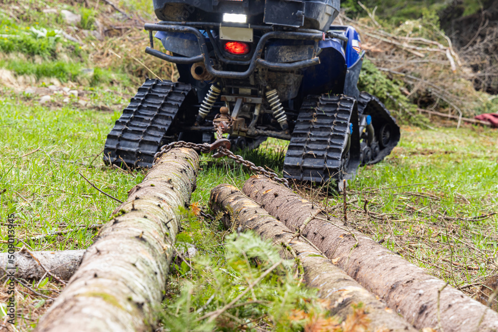 Ground level perspective on the rear of an all terrain vehicle, ATV, with chain wrapped around felled pine trees ready for transport in woodland. Ground level perspective on the rear of an all terrain vehicle, ATV, with chain wrapped around felled pine trees ready for transport in woodland.