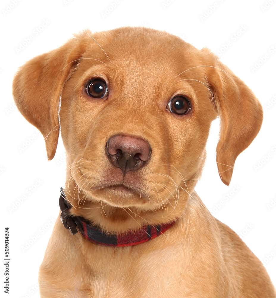 Labrador retriever puppy dog portrait isolated on a white background