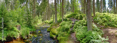 Mitten im Wald, am weissen Main Wald Panorama photo