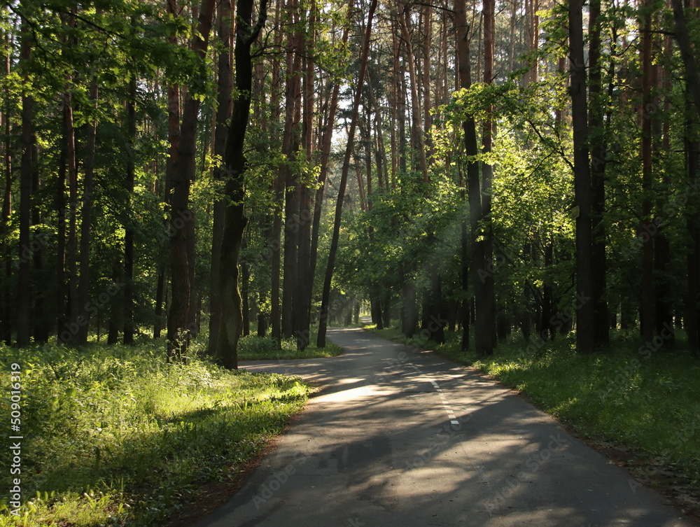 Fototapeta premium Forest early summer morning