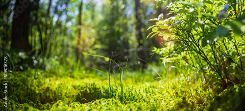 Panoramic banner background with closeup of forest green plants, moss and grass. Beautiful natural landscape with a blurred background and copyspace © shaploff