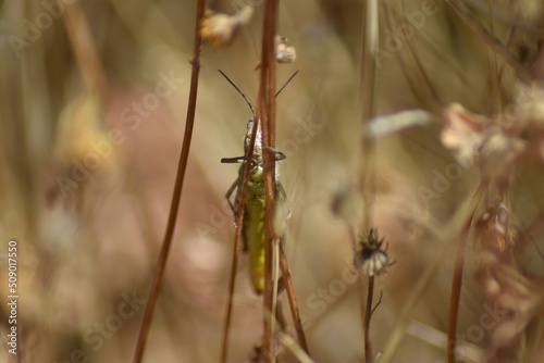 Saltamonte verde sobre una hierba con fondo difuminado (macro)