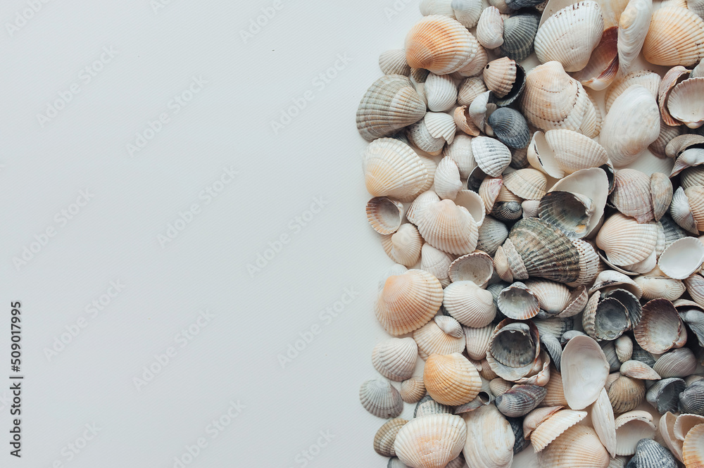 Many light gray and orange seashells lie on white paper. Natural background with copy space.
