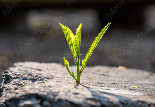 New development and renewal as a business concept for the development of leadership success, like a strong seedling breaking through concrete, a seedling breaking through asphalt