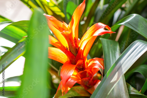 Bright red and orange Guzmania monostachia tropical flowers blossom with green leaves in spring in the garden. photo