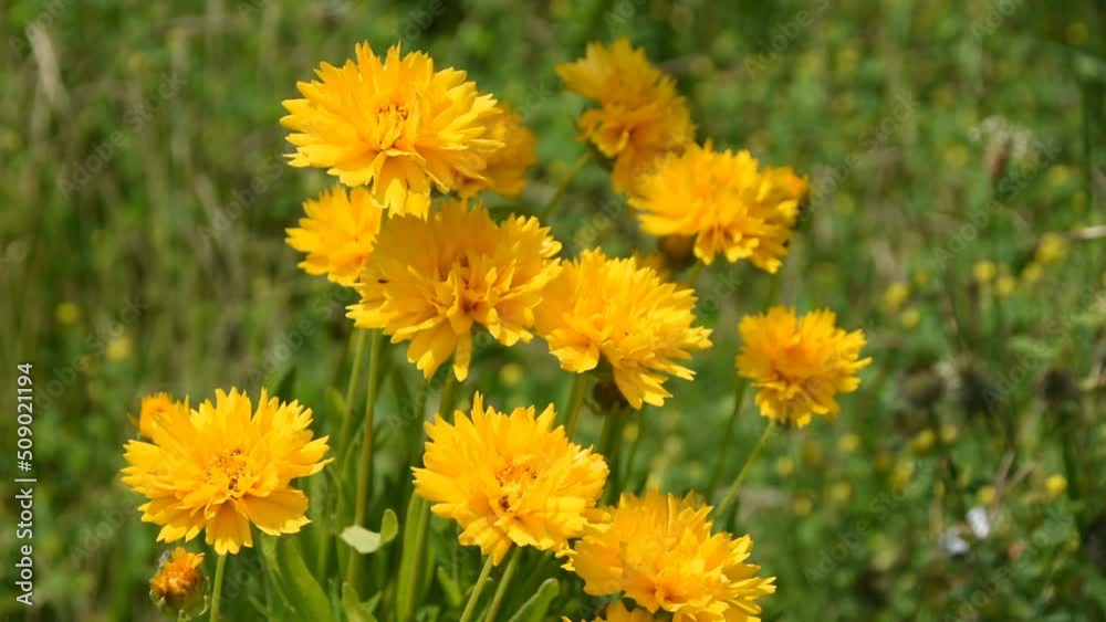Yellow flowers of coreopsis swinging in the wind