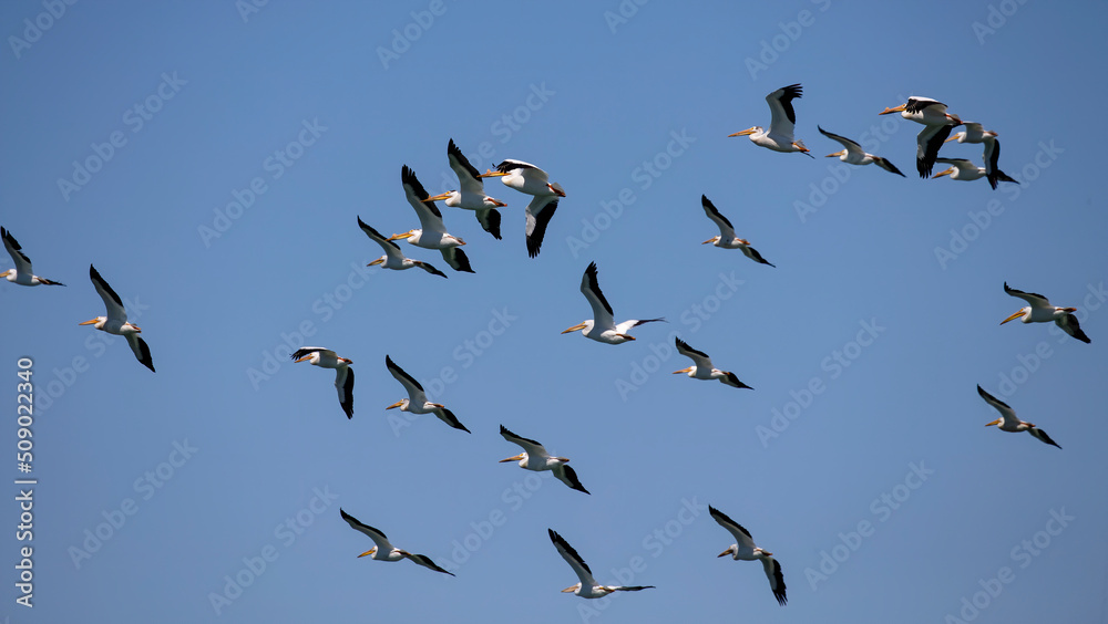 The flock of American white pelican (Pelecanus erythrorhynchos) in flight over lake Michigan.