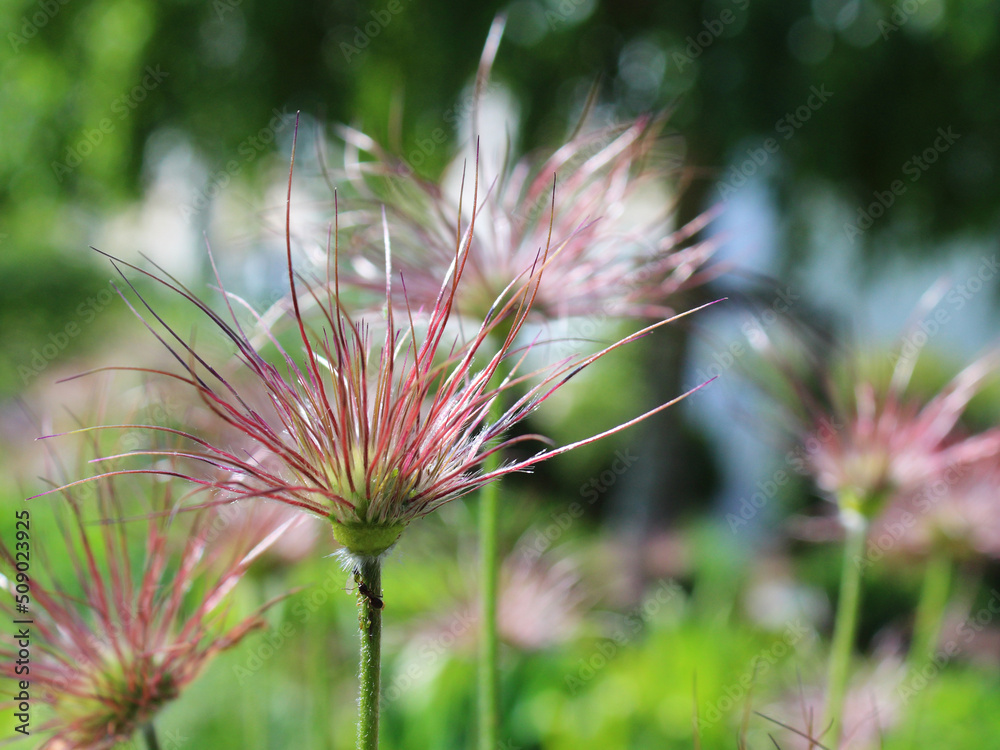 delicate plants and flowers with thin leaves for postcards and posters