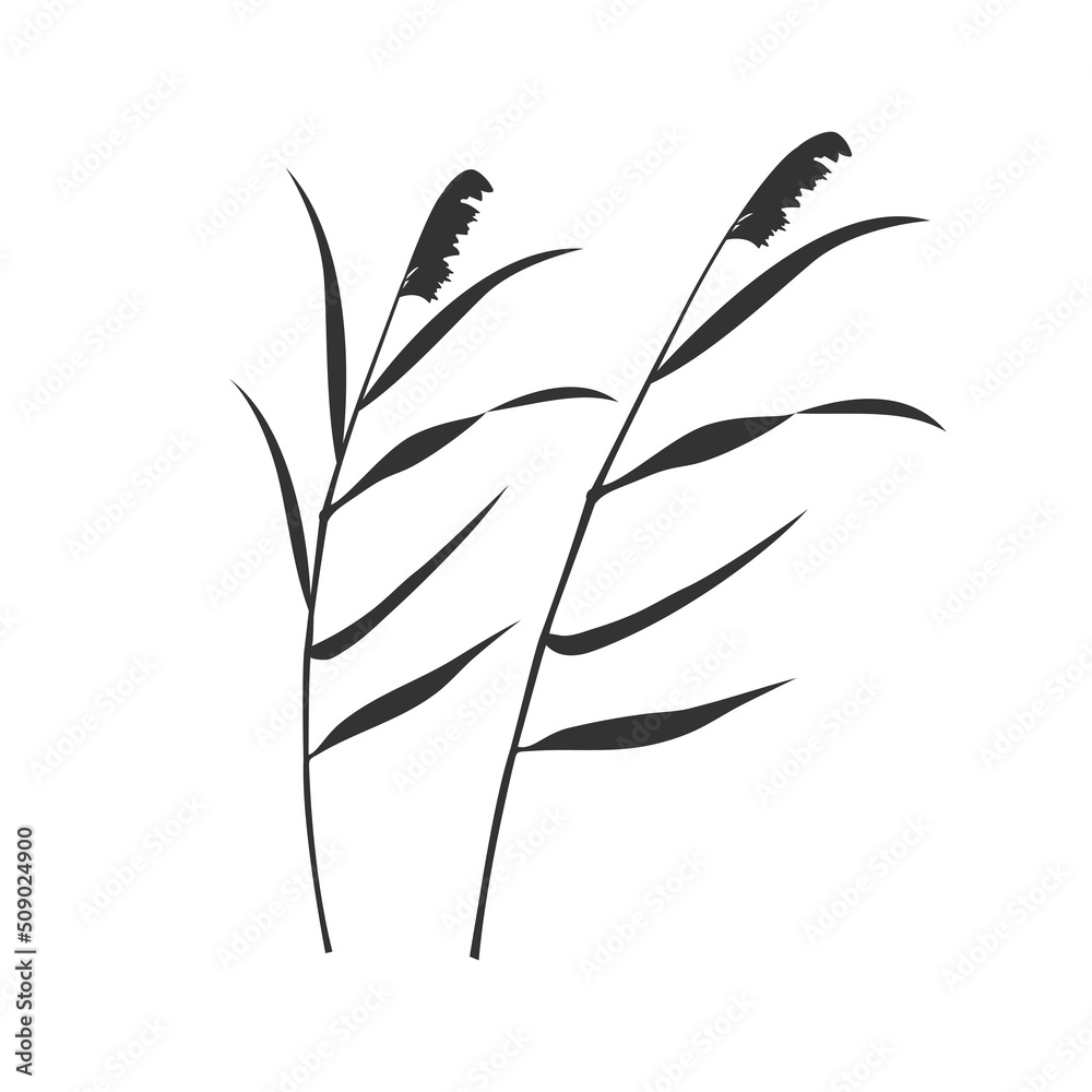 Silhouette reed dry panicles isolated on white background. Swamp vegetation elements for design - obrazy, fototapety, plakaty 