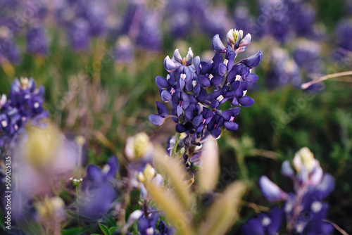 close up of blue bonnet (Lupinus texensis) flower in front of multiple other blue bonnets photo