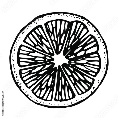 Orange slice vector illustration, hand drawing sketch