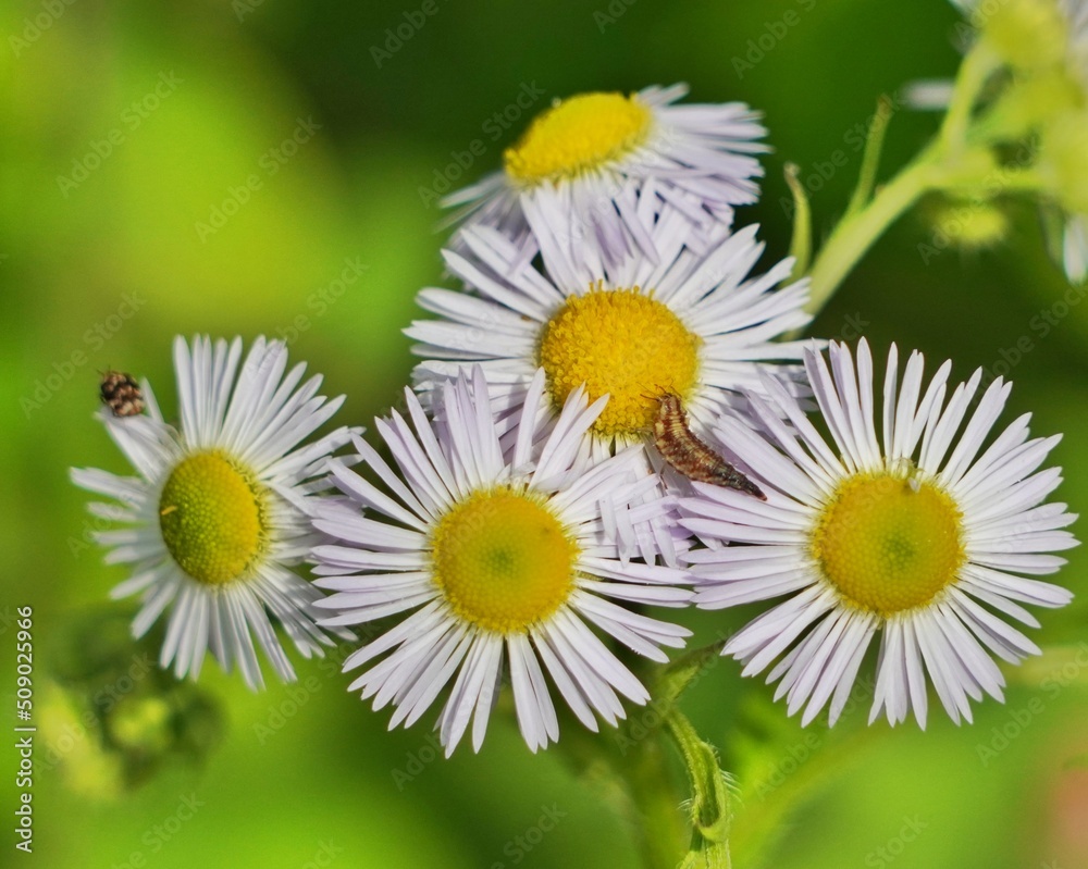 Obraz premium daisies in the garden