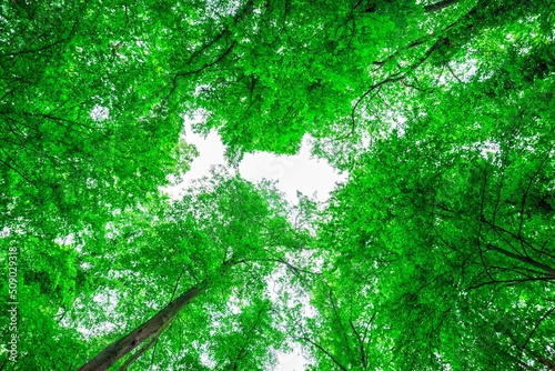 korony drzew liściastych w lesie lub parku