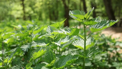 Wild nettle in the park in spring.