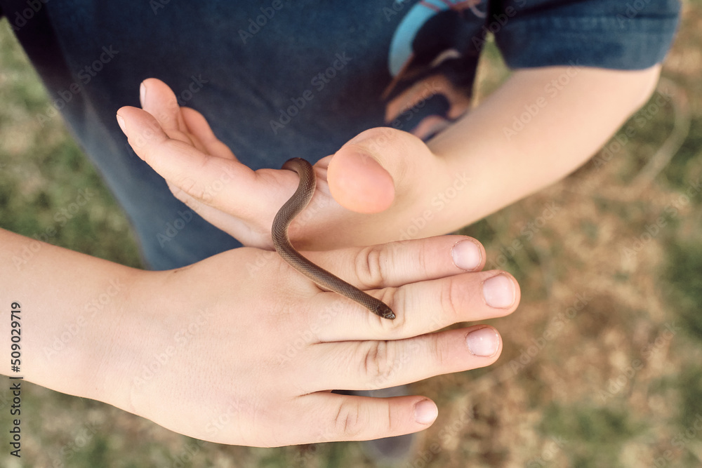 Fototapeta premium flathead snake (tantilla gracilis) on a child's hands