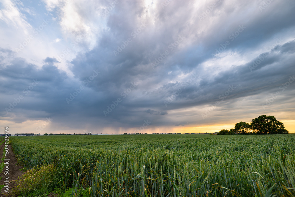 Thundery shower over wheat fields just before sunset Thundery shower over wheat fields just before sunset