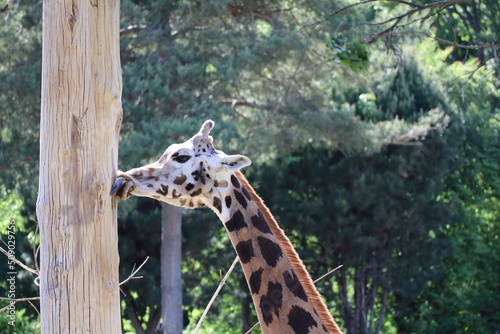 Photography portrait of a giraffe