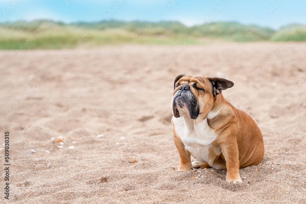 Obraz premium Red english british Bulldog sitting on seaside at sunse in summer Space for text