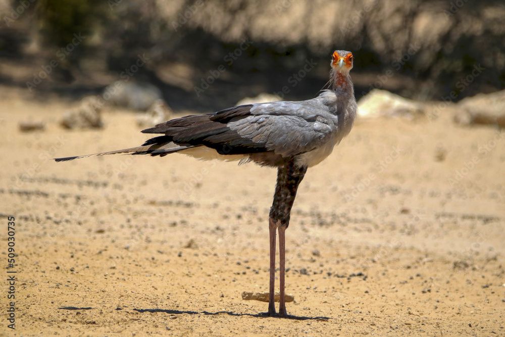 Fototapeta premium Secretary Bird, Kgalagadi, South Arica