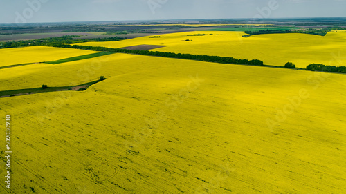 yellow rapeseed field for agribusiness, shooting from a drone