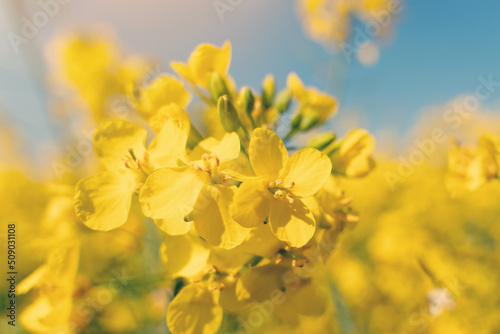 closeup of rapeseed flower on field in South Yorkshire. Amazing English landscape.