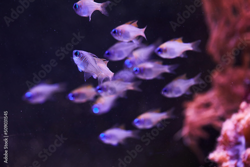 Threadfin cardinalfish (Longspine Cardinalfish, Long-spine Cardinal, Zoramia leptacantha) are swimming in marine aquarium © Liudmila