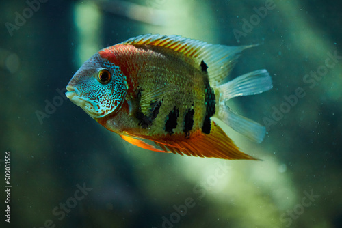 Red Shoulder Severum (Heros efasciatus) is a beautiful ornamental fish from Amazon  river basin photo