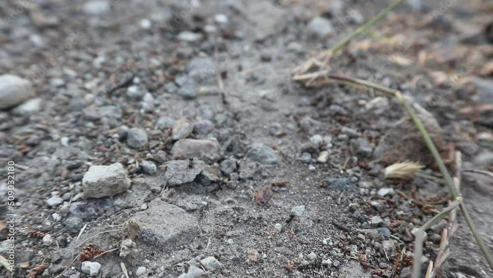 An ant road with mediocre traffic. The camera observes the busy black ants in their transport tasks at normal speed. Attention, this is a single-lane highway. An ant road with mediocre traffic. The camera observes the busy black ants in their transport tasks at normal speed. Attention, this is a single-lane highway.