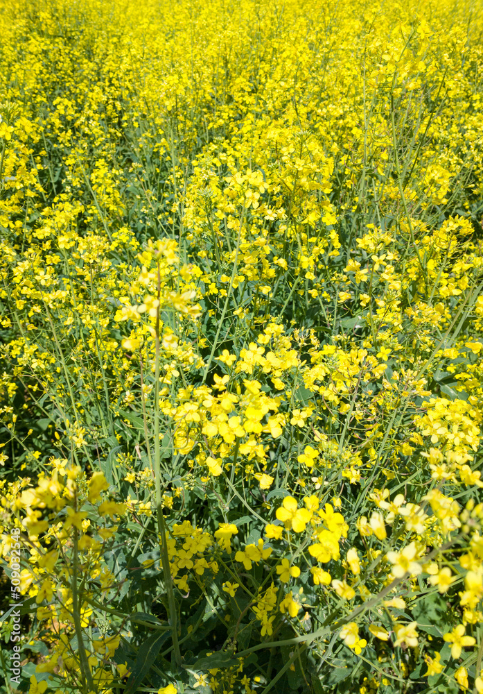 Agricultural crop rapeseed. Yellow fields and seedlings Agricultural crop rapeseed. Yellow fields and seedlings