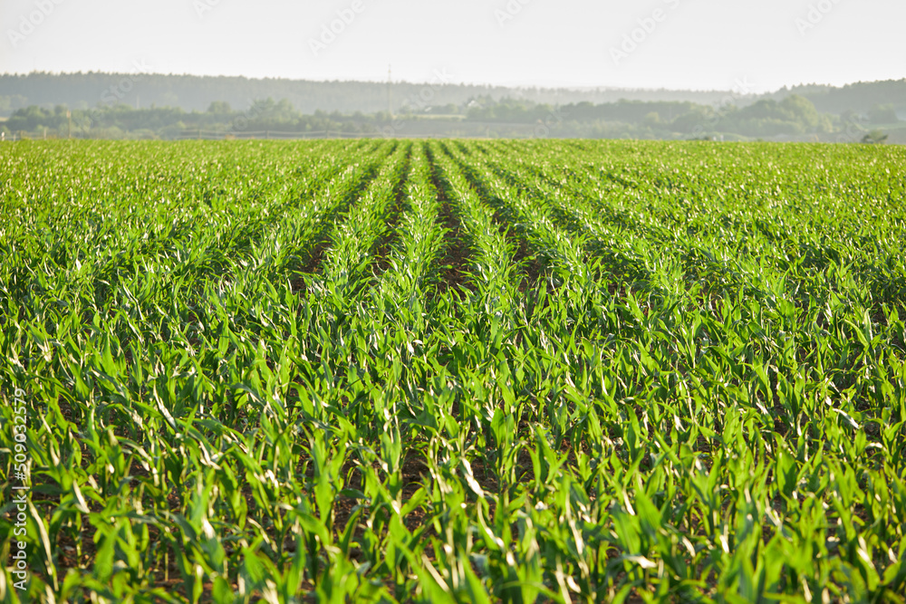 Agricultural field with growing maize. Green corn field. Green sprouts of sweet corn 