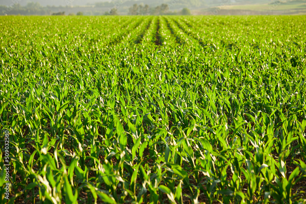 Agricultural field with growing maize. Green corn field. Green sprouts of sweet corn Agricultural field with growing maize. Green corn field. Green sprouts of sweet corn