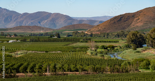 Robertson, Breede River valley, Western Cape, South Africa. 2022.  Fruit and vines growing in the Breede River Valley near Robertson, Western cape, South Africa. photo