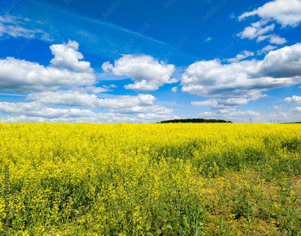 Obraz premium Agricultural crop rapeseed. Yellow fields and seedlings