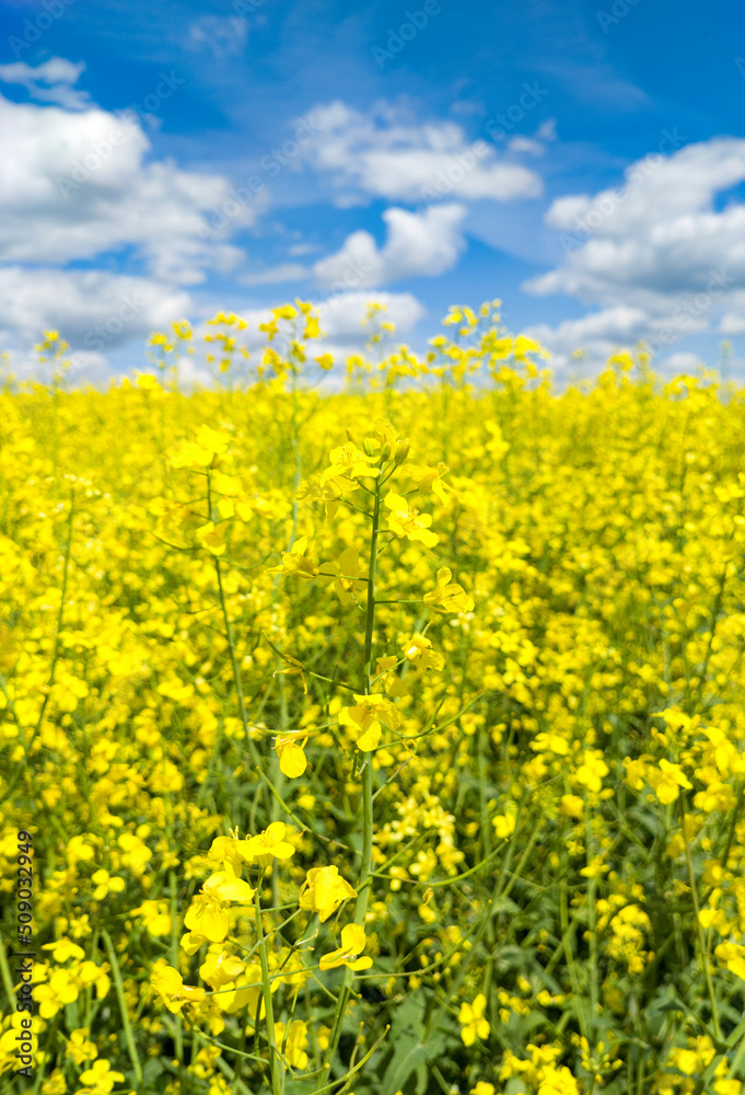 Agricultural crop rapeseed. Yellow fields and seedlings