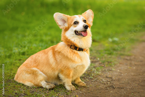 obedience, education welsh corgi dog. obedient pet, training, following command to sit