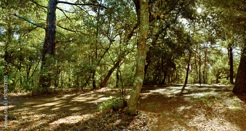 Wood  of oaks and Aleppo pines in southern France. Path in the forest, natural wood, Mediterranean forest photo