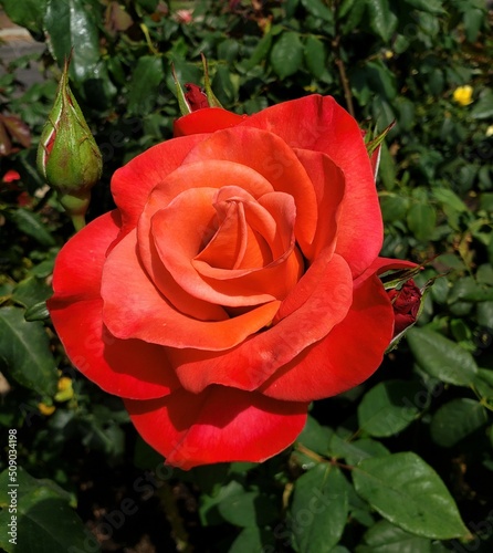 red rose in garden