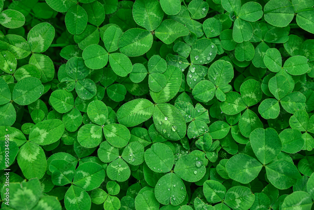 Background of green clover leaves in dew, clover texture. Background of green clover leaves in dew, clover texture.