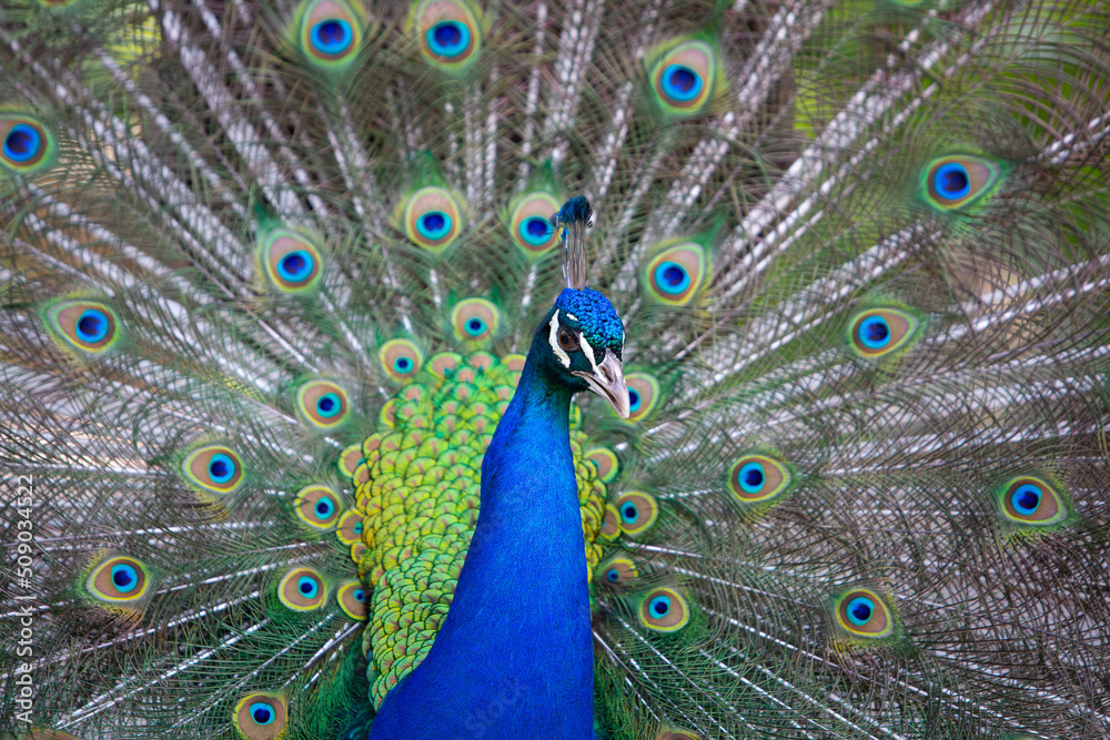 Fototapeta premium Elegant colourful male peacock portrait