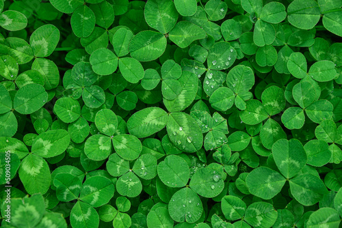 Background of green clover leaves in dew, clover texture.
