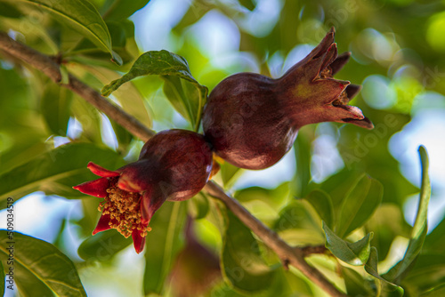 blooming pomegranate photo