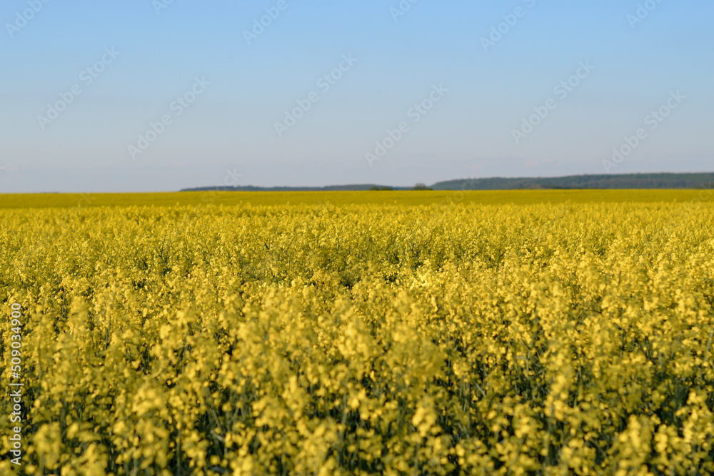 Yellow rapeseed flower field and blue clear sky