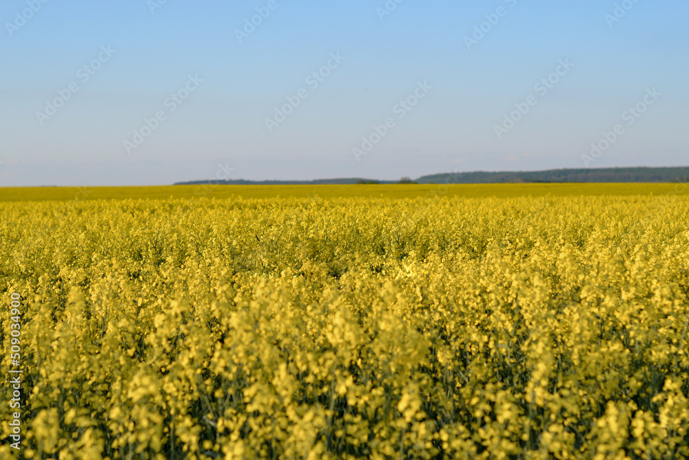 Yellow rapeseed flower field and blue clear sky Yellow rapeseed flower field and blue clear sky