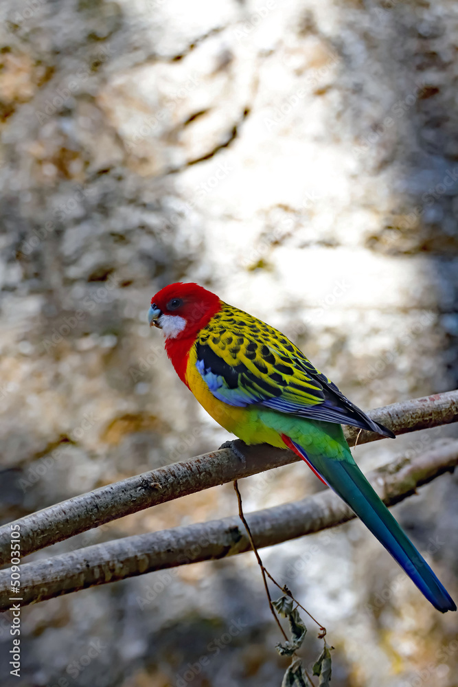 Perruche omnicolore d'Australie