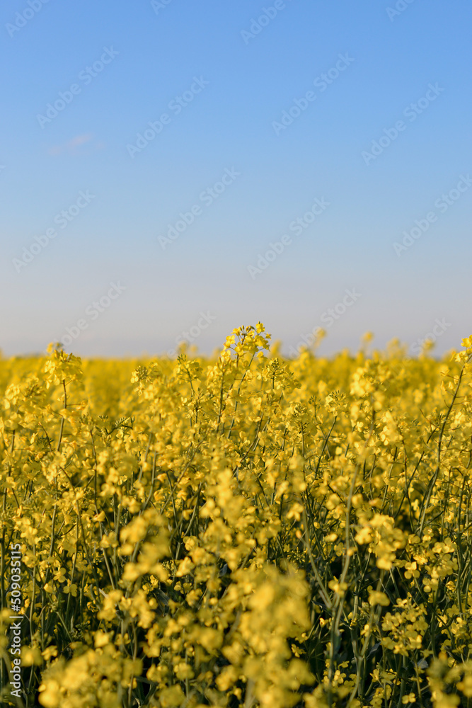 Yellow rapeseed flower field and blue clear sky Yellow rapeseed flower field and blue clear sky