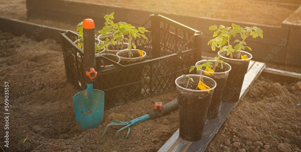 green young tomato seedlings in upcycled plastic containers and garden tools on the ground bed. plants ready to transplantation in sunset light. Organic farming and gardening concept green young tomato seedlings in upcycled plastic containers and garden tools on the ground bed. plants ready to transplantation in sunset light. Organic farming and gardening concept