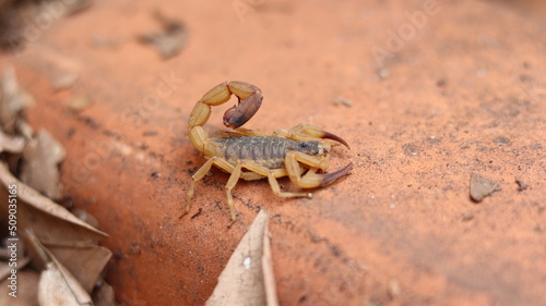 Yellow scorpion  dangerous and poisonous insect. Poisonous insect danger to people and pets.