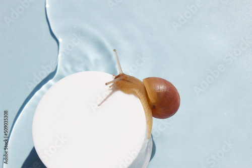 Snail on the jar of skin cream on water background. Beauty skin care, snail mucin based cosmetics. Beauty concept. photo