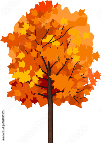 Maple tree with bright orange autumn crown isolated on white background