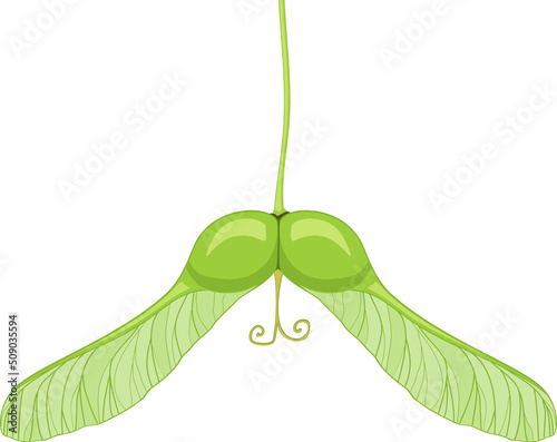 Green samara fruit of Norway maple or Acer platanoides isolated on white background